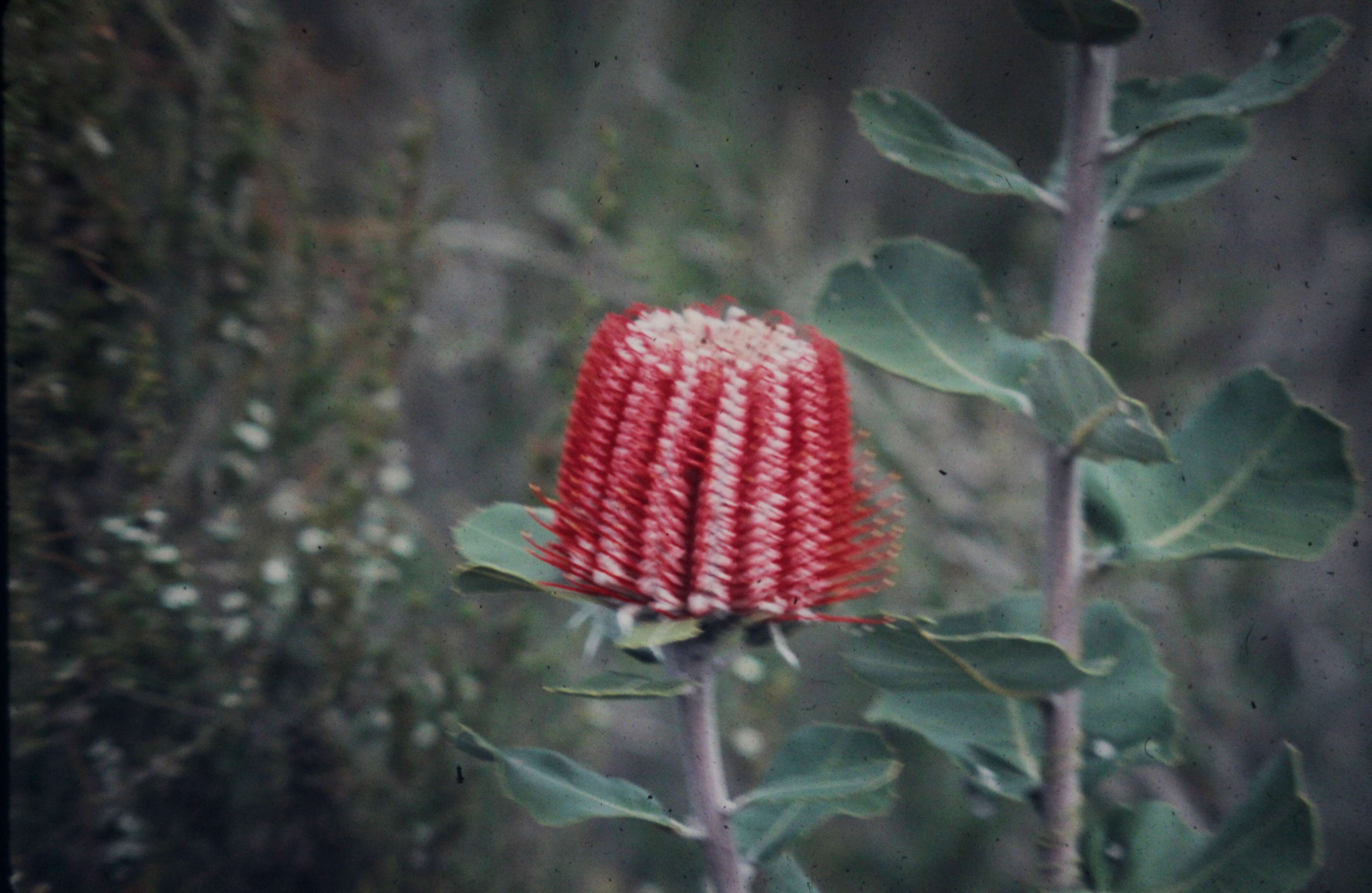 Image of banksia