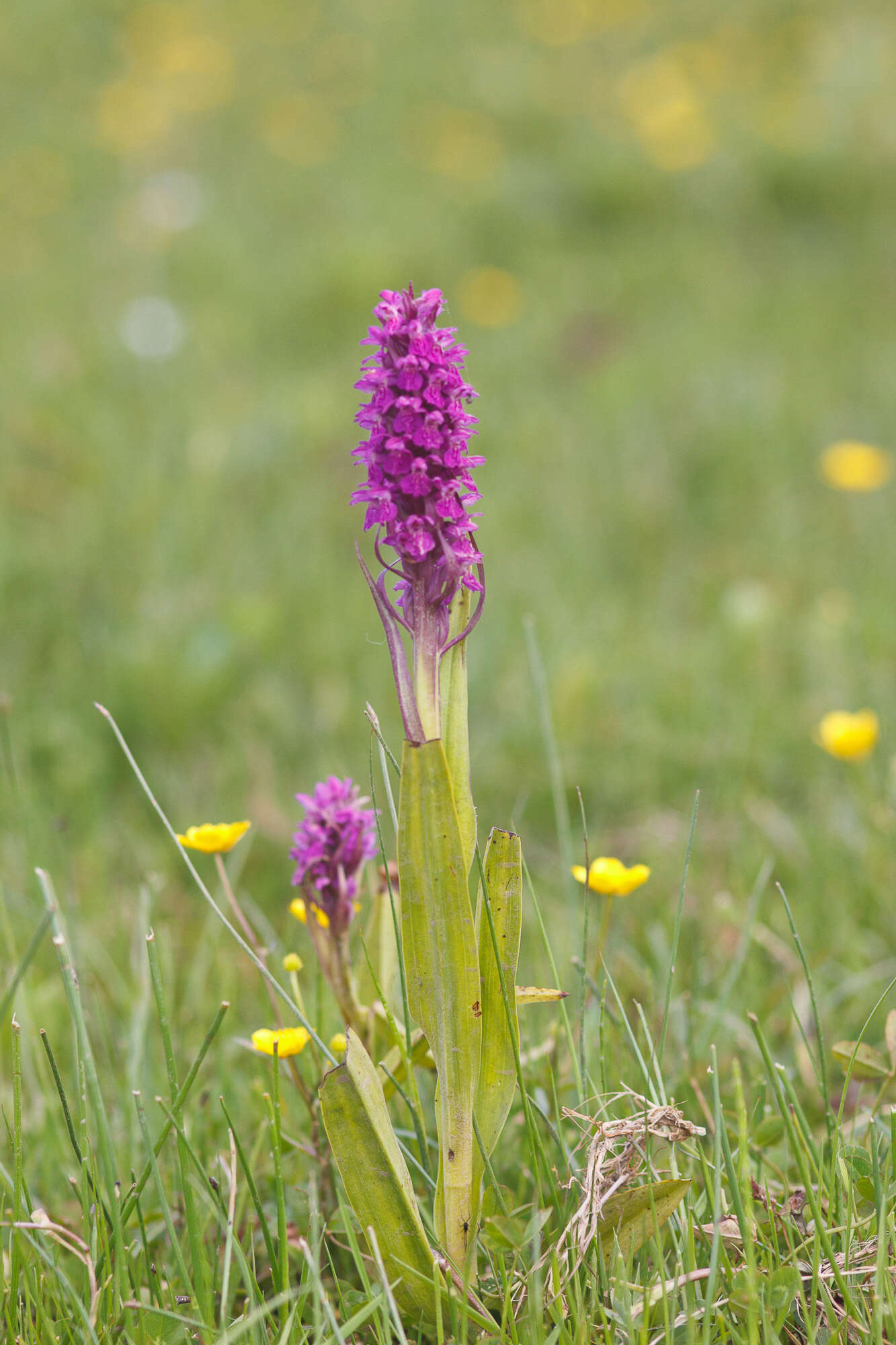 Dactylorhiza incarnata (L.) Soó resmi