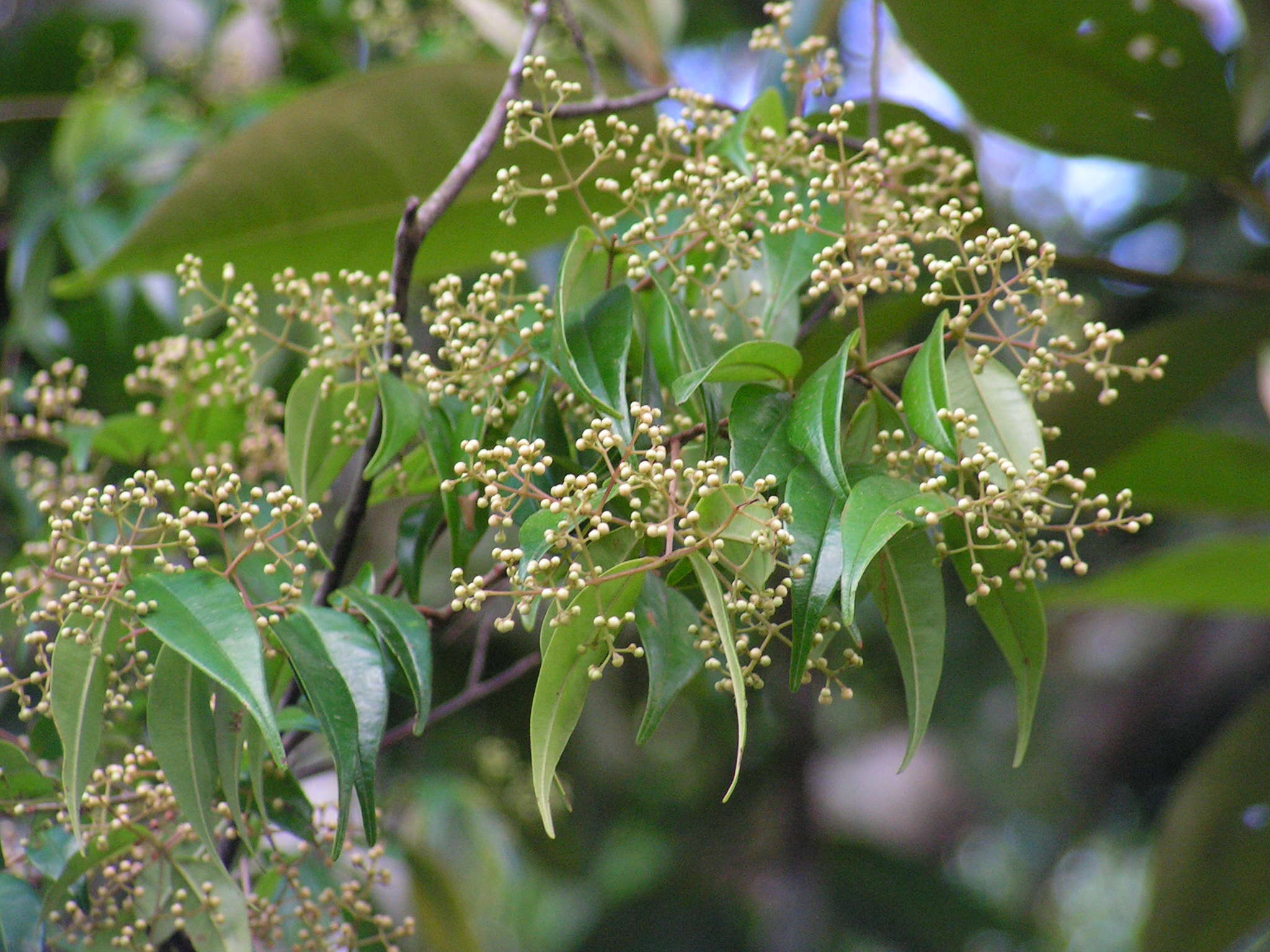 Image de Myrcia sylvatica (G. Meyer) DC.