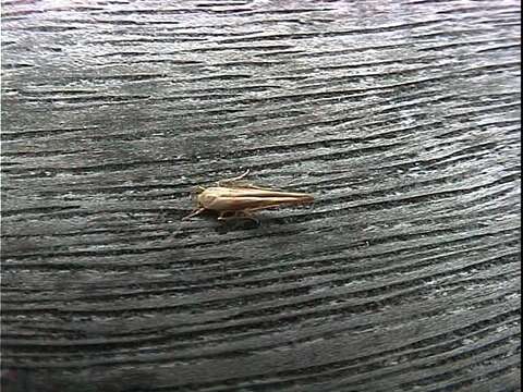 Image of kowhai seed moth