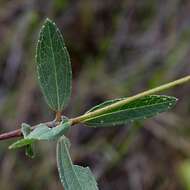 صورة Riencourtia oblongifolia Gardn.