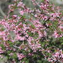 Image of Prunus prostrata var. concolor (Boissier) Lipsky