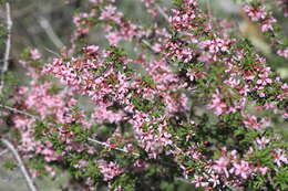 Plancia ëd Prunus prostrata var. concolor (Boissier) Lipsky