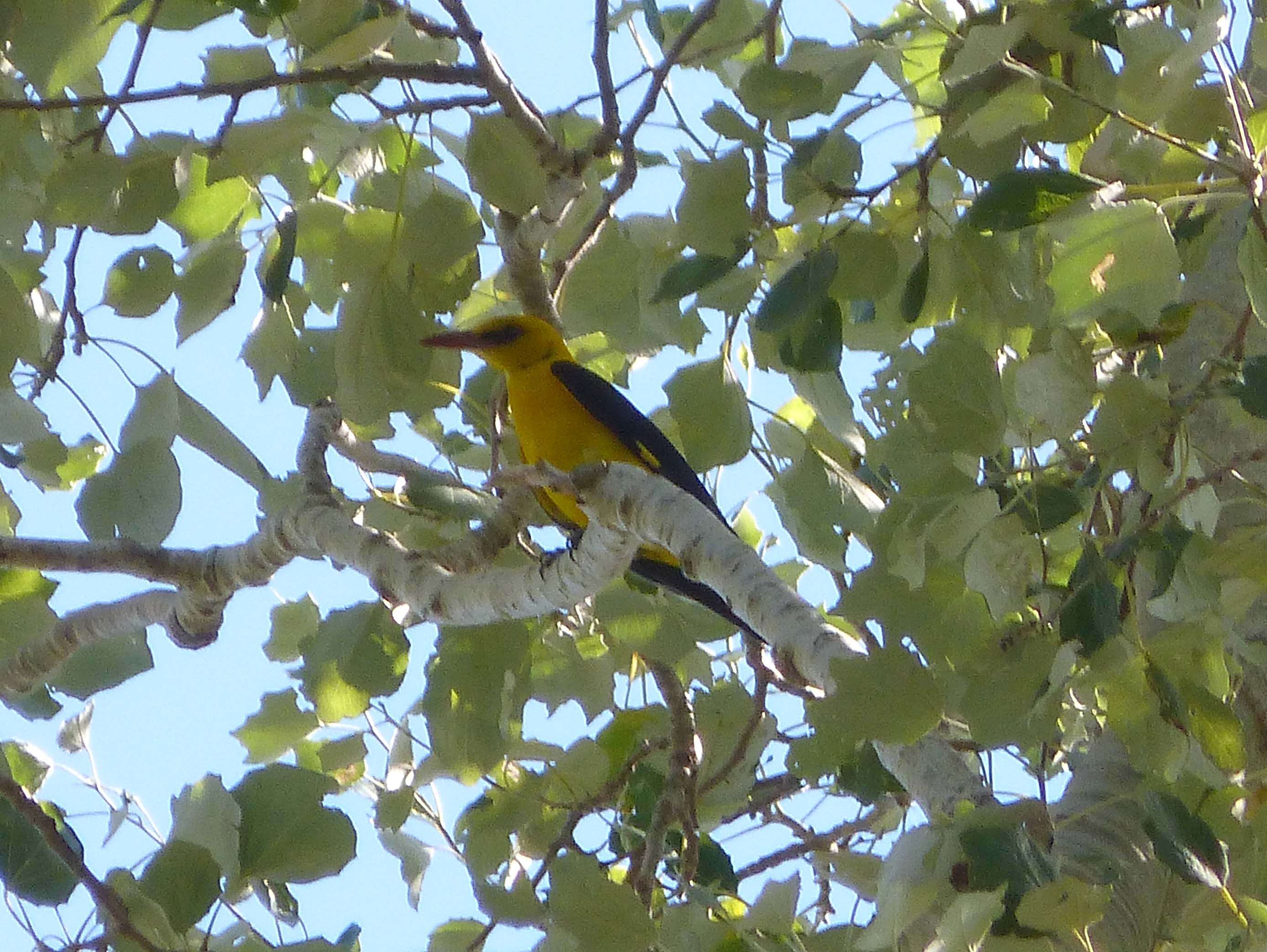 Image of Eurasian Golden Oriole