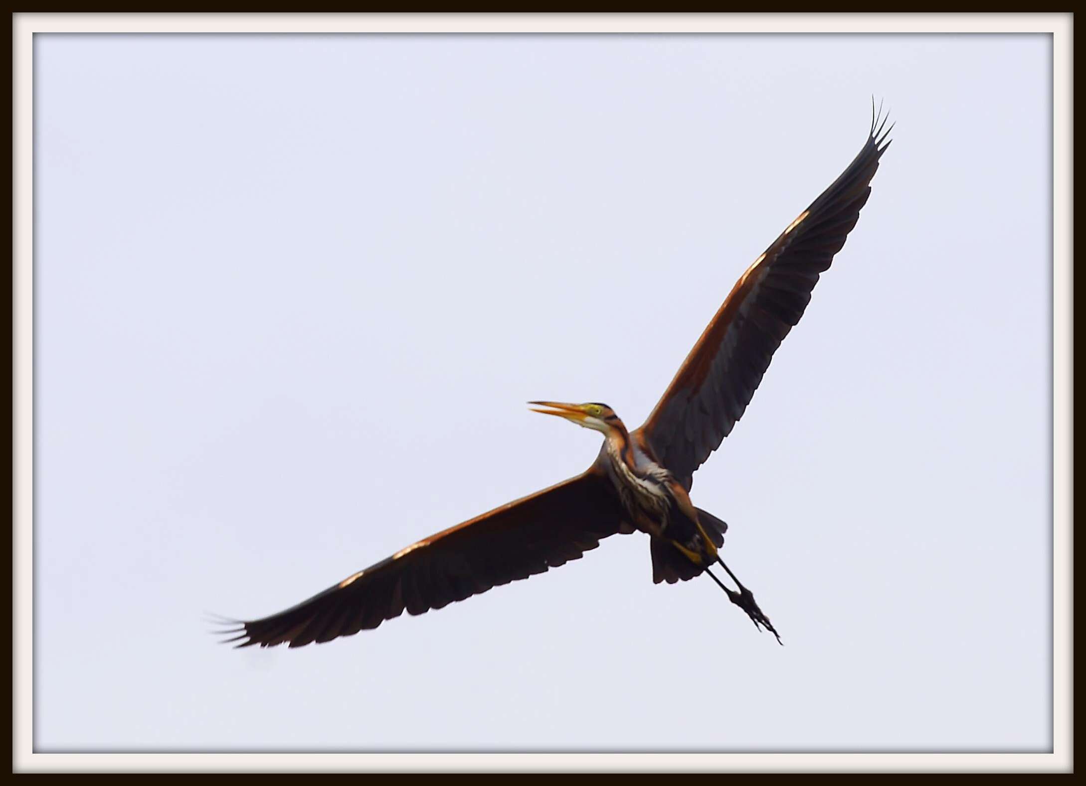 Image of Ardea Linnaeus 1758