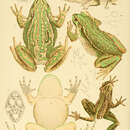 綠紋樹蛙的圖片
