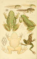 Image of Pelodryadidae Günther 1858