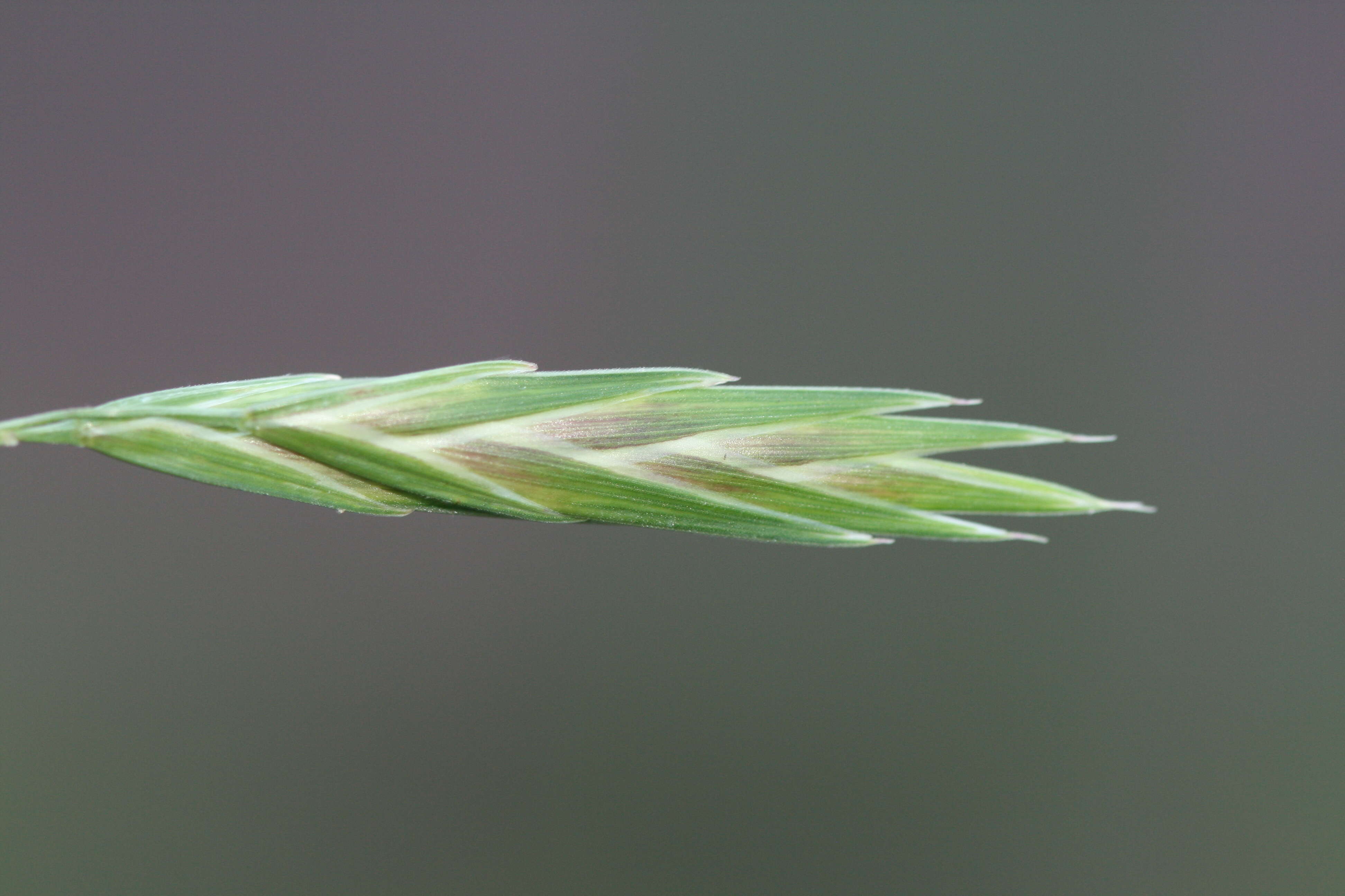 Image of brome