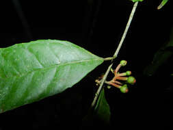 Image of Sorocea affinis Hemsl.