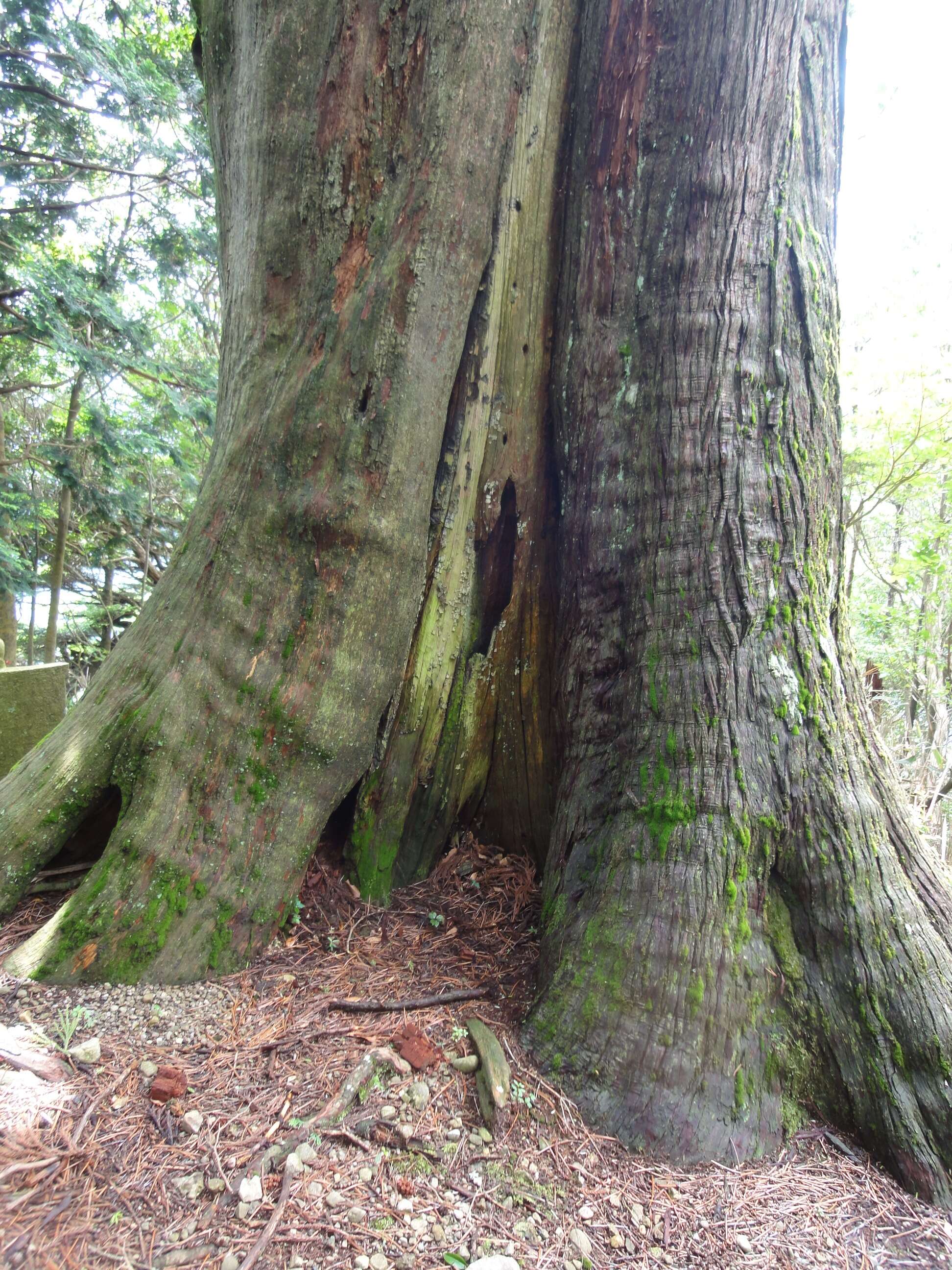 Image of umbrella-pine family