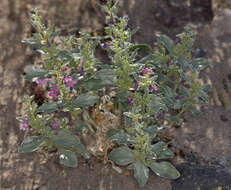 Image of whitemargin beardtongue