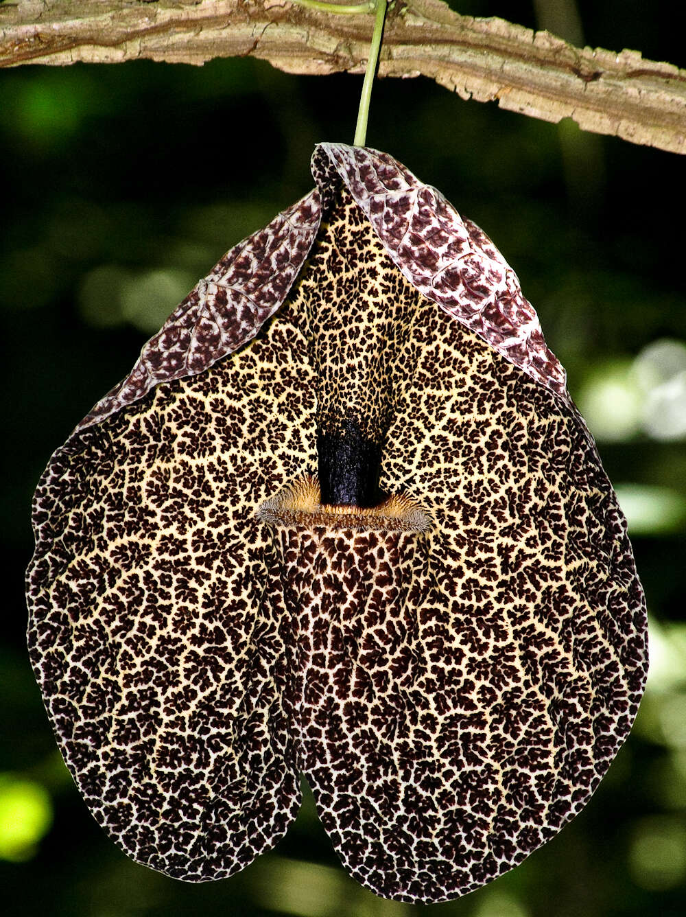 Image of Aristolochia cordiflora Mutis ex Kunth