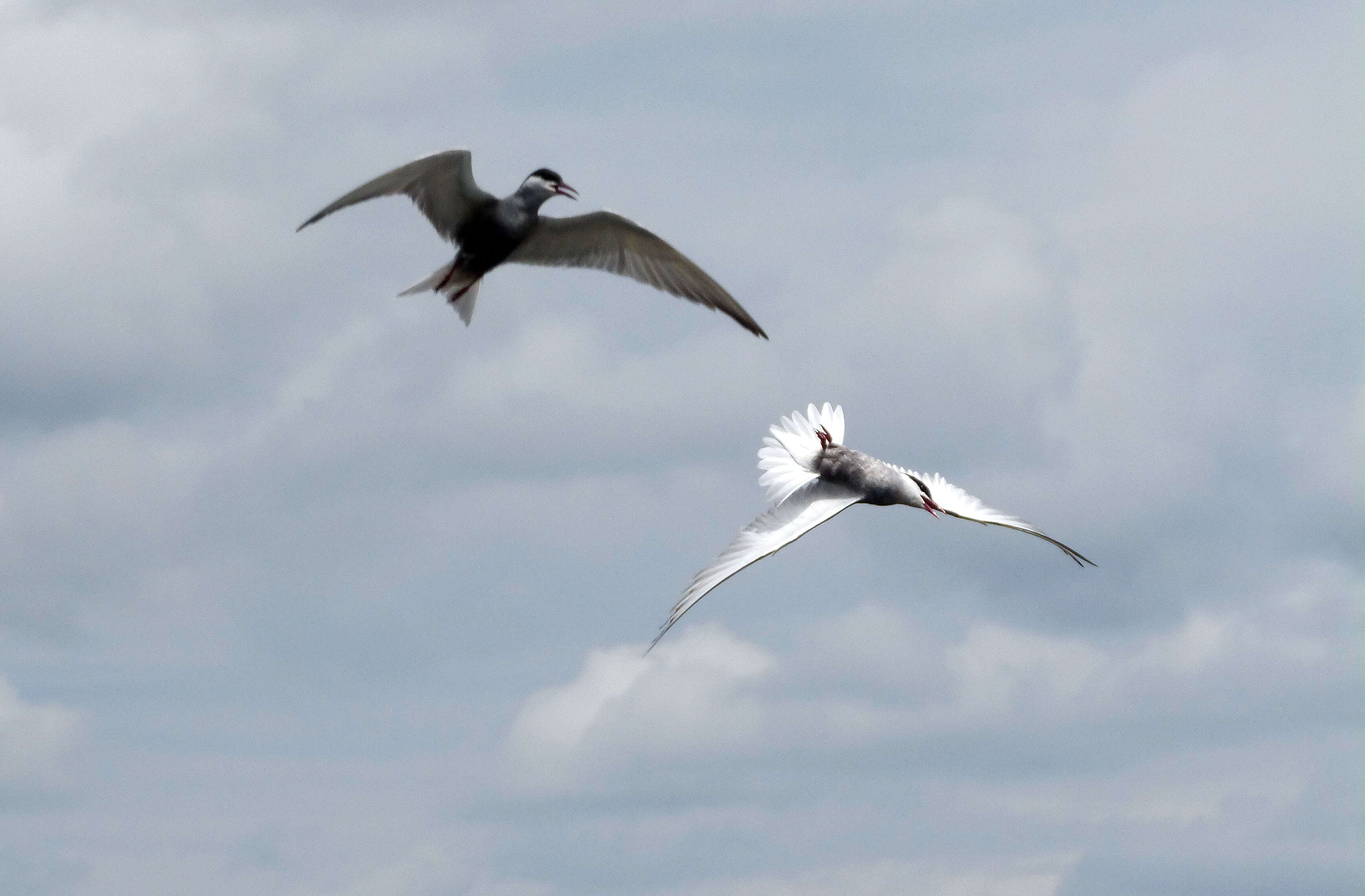 Image of Whiskered Tern