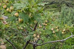 Image of <i>Sorbus domestica</i> var. <i>pyrifera</i>