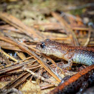 Plethodon cinereus (Green 1818) resmi