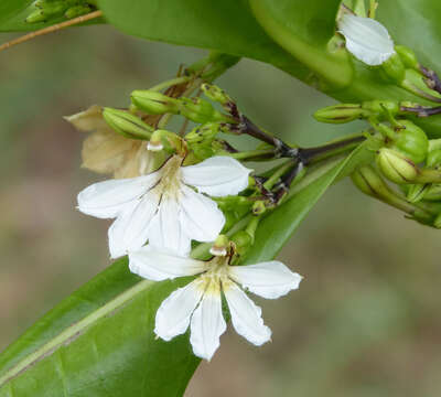 Image of Half-Flower