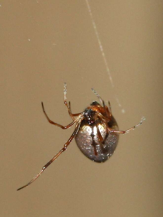 Image of Dewdrop Spiders