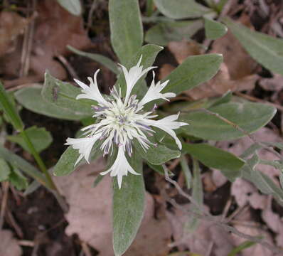 Image of Centaurea thirkei Sch. Bip.