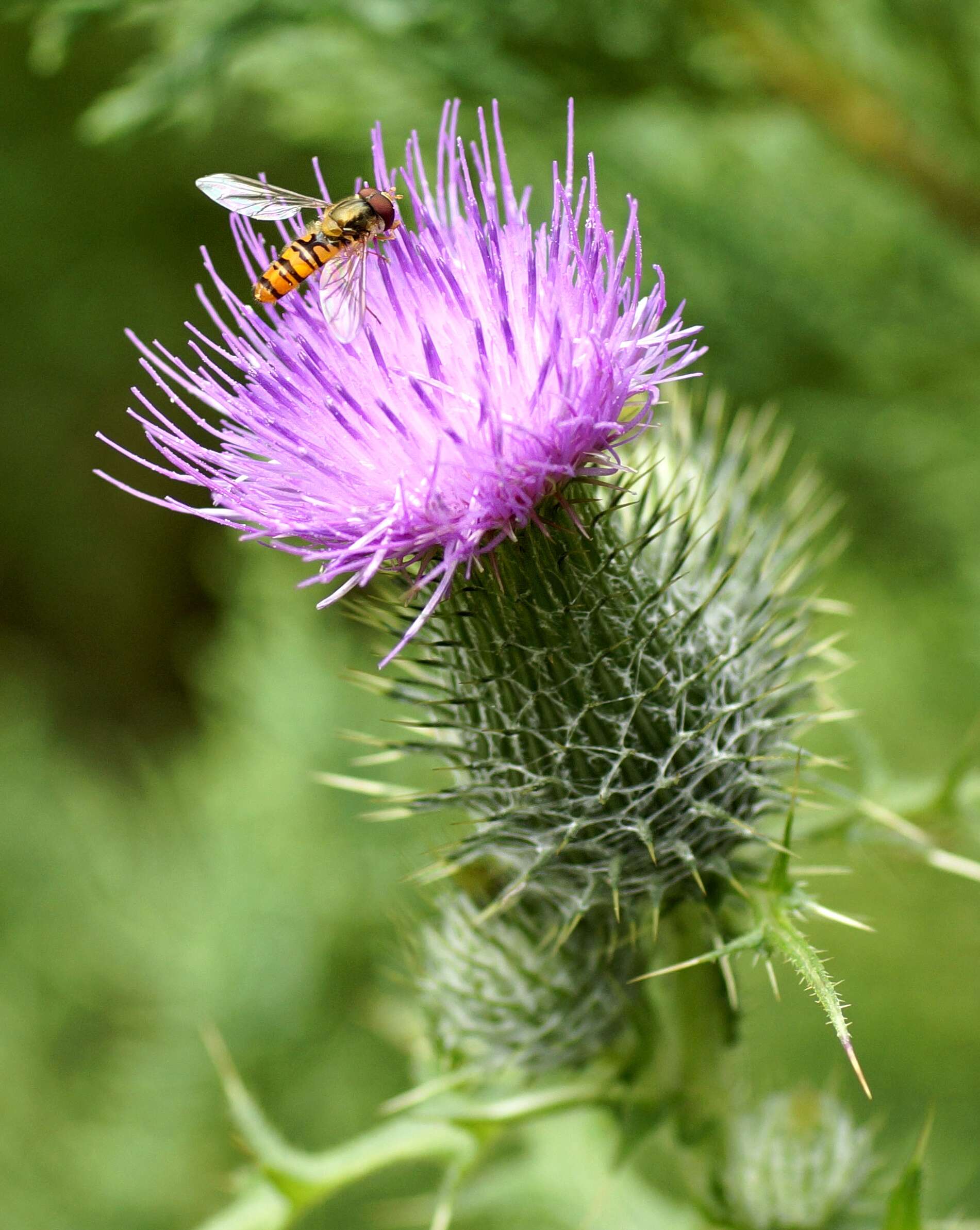 Image of thistle