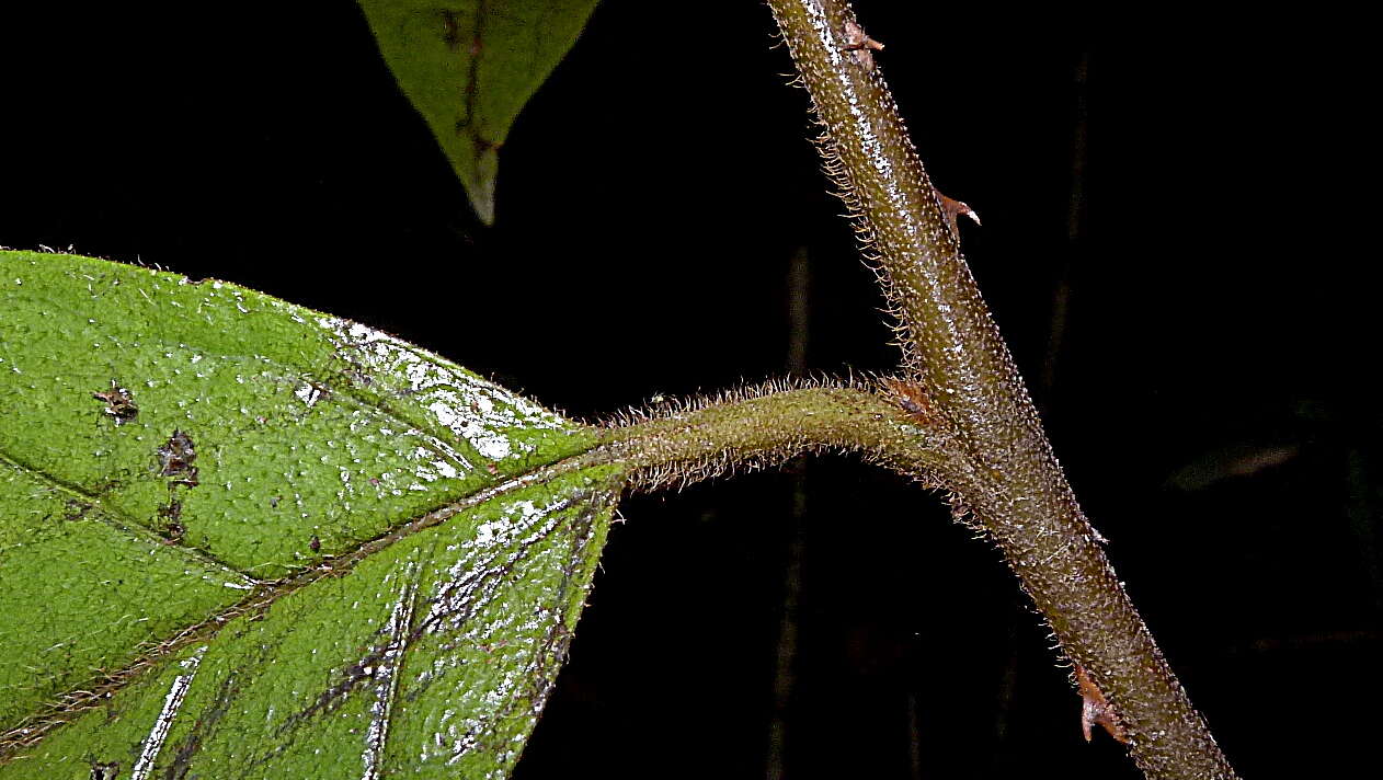 Слика од Solanum rupincola Sendtn.