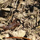 Image of Southern Unstriped Scorpion