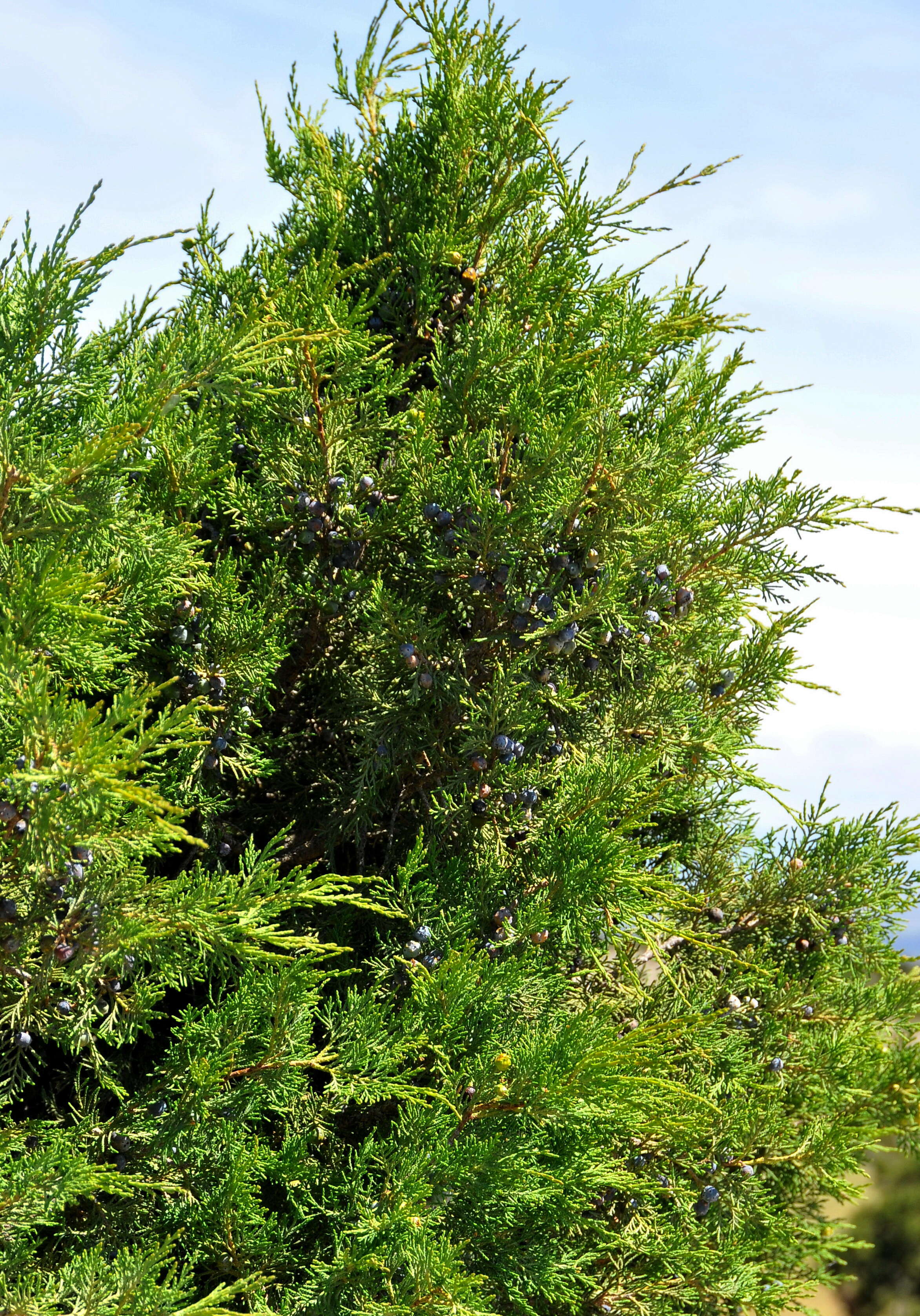 Imagem de Juniperus thurifera L.