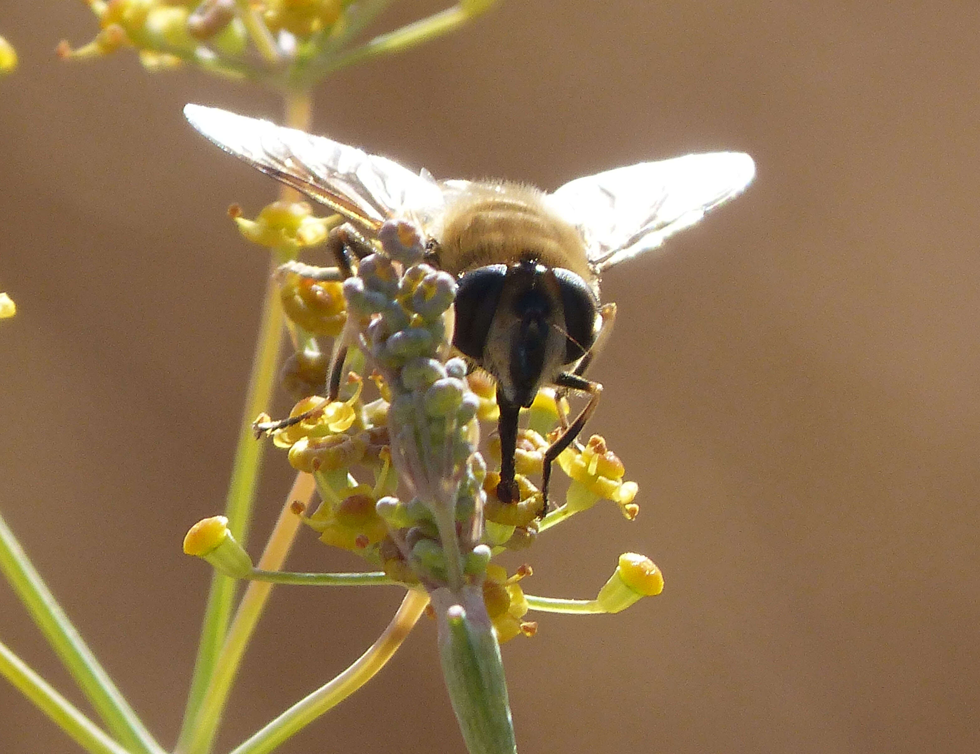 Слика од Eristalis tenax (Linnaeus 1758)