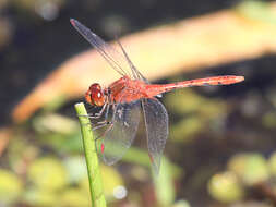 Imagem de Diplacodes bipunctata (Brauer 1865)