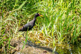 Image of Wattled Jacana