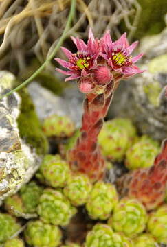 Image of Mountain House-leek