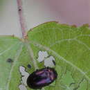 Image of Phratora vitellinae