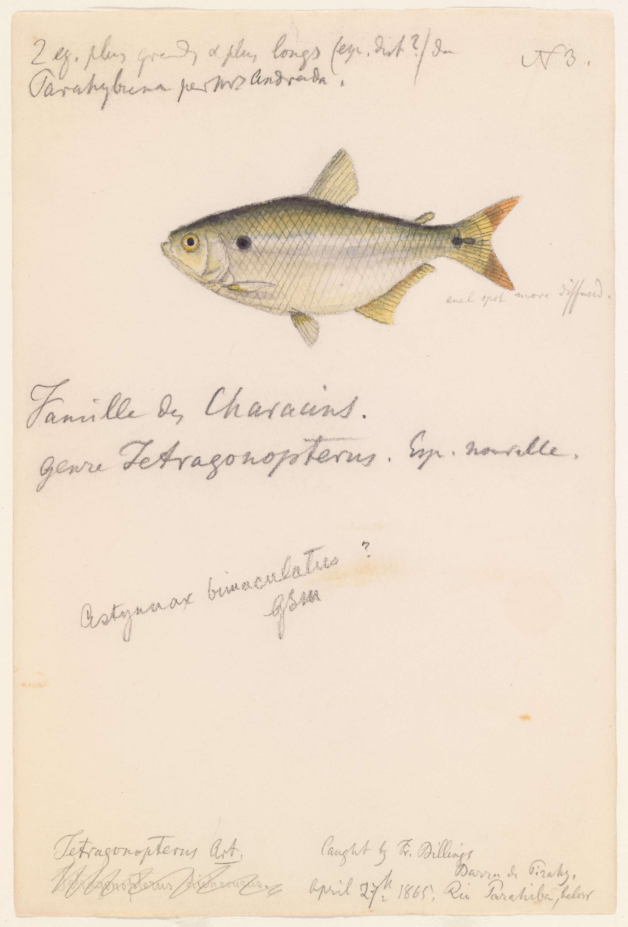 Image de Tetragonopterus