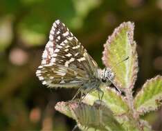 Image of Checkered-Skippers