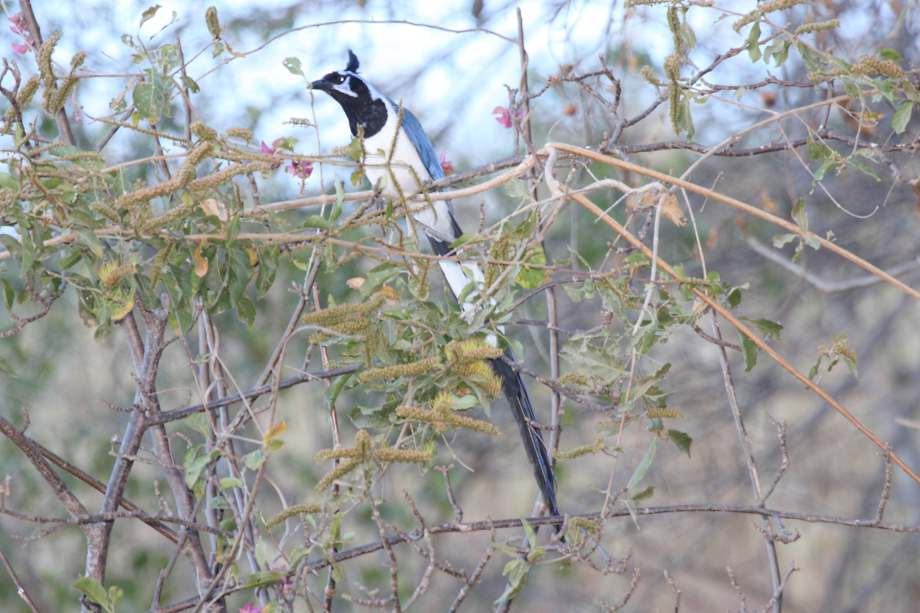 Image of Magpie-jay