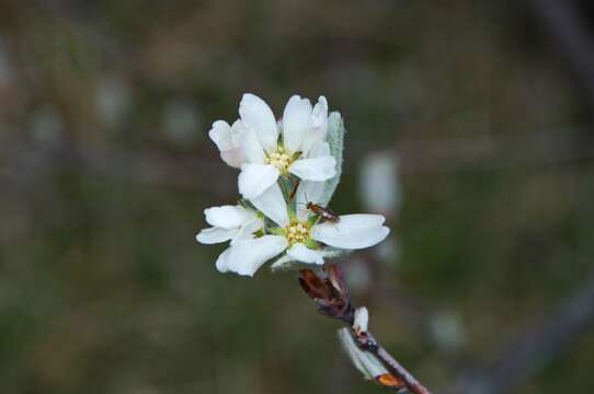 Слика од Amelanchier ovalis subsp. ovalis