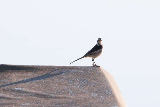 Image of African Pied Wagtail