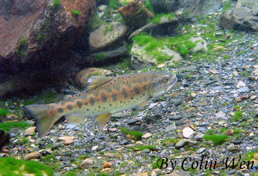 Image of Cherry salmon