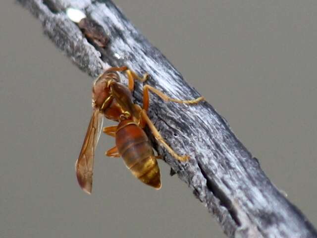 Image of Polistes stigma (Fabricius 1793)