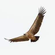 Image of White-backed Vulture