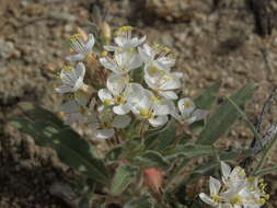 Image de Eremothera boothii subsp. alyssoides (Hook. & Arn.) W. L. Wagner & Hoch