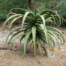Image of Aloe Excelsa