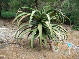 Image of Aloe