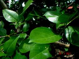 Image of Coral tree