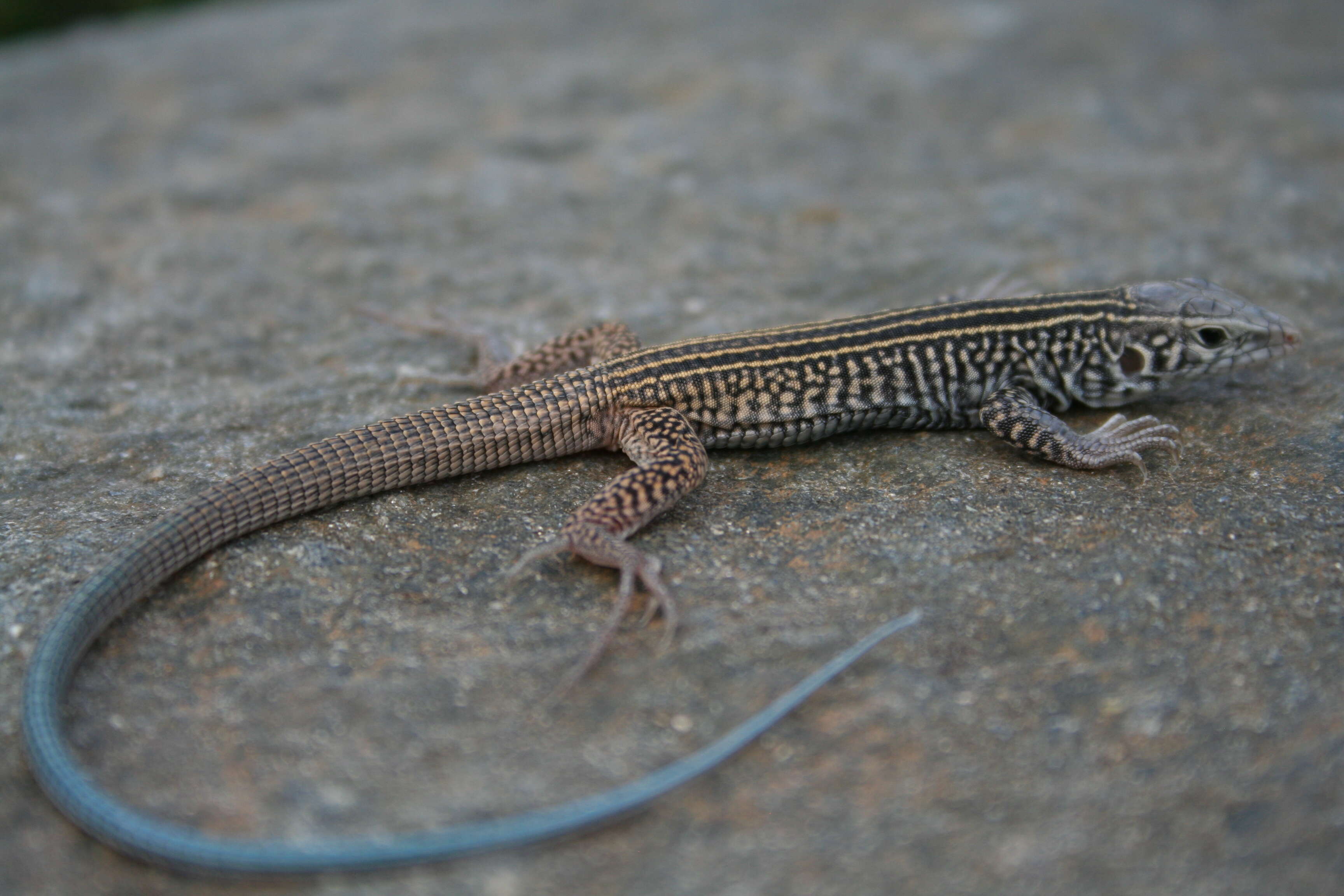 Image of Aspidoscelis Fitzinger 1843