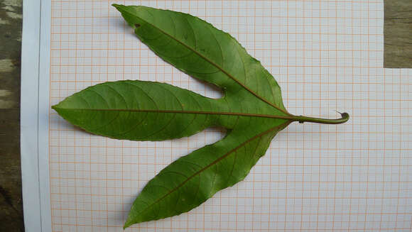 Image of Passiflora cacao Bernacci & M. M. Souza