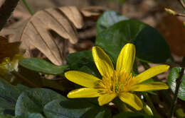 Image of Lesser celandine