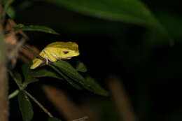 Image of Leaf Frogs