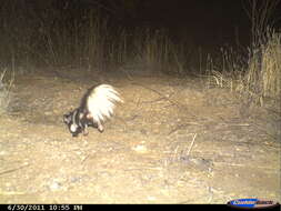 Image of Spotted Skunks