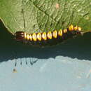 Image of Funerary Dagger Moth