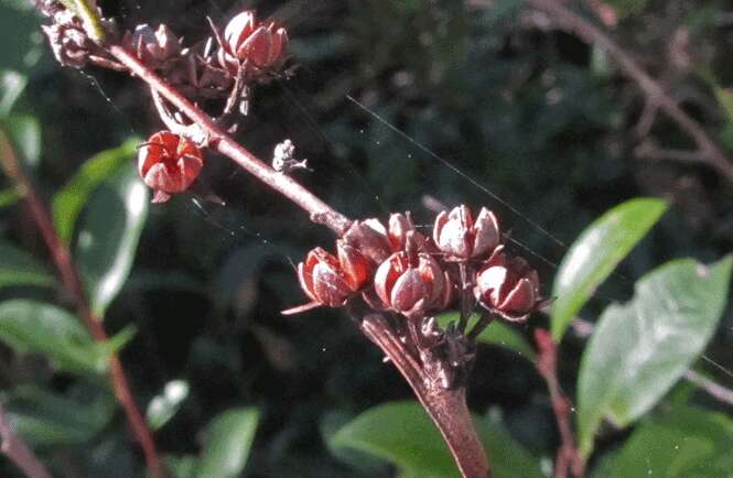 Lyonia lucida (Lam.) C. Koch resmi